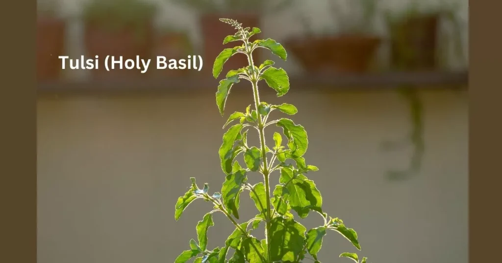 Tulsi (Holy Basil)