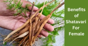 benefits of Shatavari for female