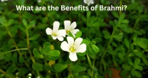 What are the Benefits of Brahmi?